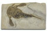 Eurypterus (Sea Scorpion) Fossil - New York #369309-1
